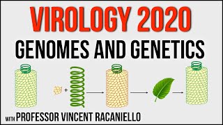 Virology Lectures 2020 3 Genomes and Genetics [upl. by Alihs]