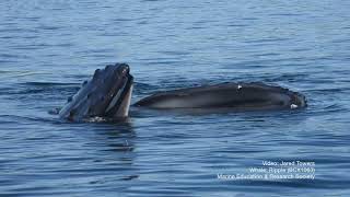 Snippet New humpback whale fishing tactic—pretending to be a pond [upl. by Janek350]