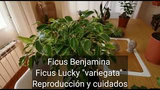 Ficus Benjamina Variegata  Todo lo que tienes que saber para cuidarla y reproducirla [upl. by Ydda651]