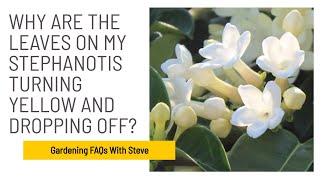 Why are the leaves on my Stephanotis turning yellow and dropping off [upl. by Hound]