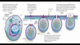 فيديوشيق عن الاكزوسيتوز Lexocytose [upl. by Ecnatsnok]