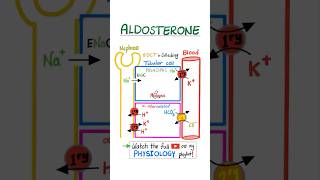 Aldosterone  Kidney Physiology …anatomy physiology biology nurse doctor mbbs nclex usmle [upl. by Groves]