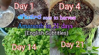 How to grow Amaranth Seed to Harvest  తోటకూర easily in just 21 days  English subtitles [upl. by Yanahs]