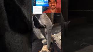 Giant anteater Wait for end😅😂 real anteater satisfying animals shortsfeed ytshorts reels [upl. by Rexana]