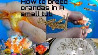 How to breed goldfishoranda goldfish in easiest way step by step [upl. by Marion]