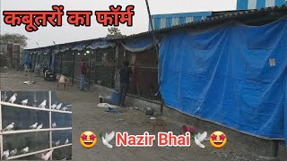 🤩🕊कबूतरों का फॉर्म🕊🤩Nazir Bhai Dahisar Mori Kalyan Fatta [upl. by Sowell42]