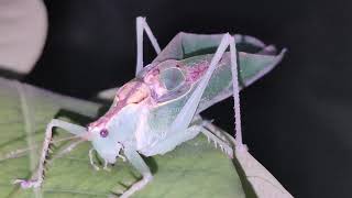 Bush crickets sounds  stridulation [upl. by Margo]