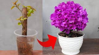 The Secret To Growing Bougainvillea With Cuttings To Have Beautiful Bougainvillea Pots [upl. by Bronez]