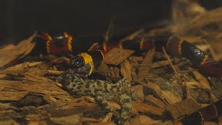 Live Feeding 💀Venomous Coral Snake Eats His First Meal💀 [upl. by Kelli]