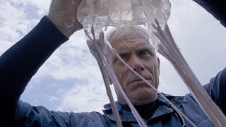 Death Down Under  How to Catch a Box Jellyfish [upl. by Schargel]