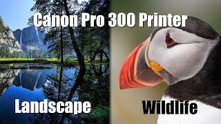 Canon Pro 300 Printer  printing and paper choice for Landscape and Wildlife prints [upl. by Lanette799]