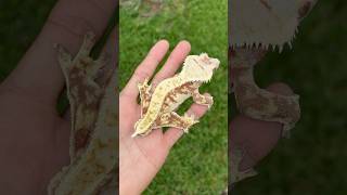 Red and White Crested Gecko 🙂 crestedgeckos crestedgecko crestedgeckobreeder [upl. by Dlorag]