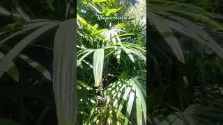 Raphis excelsa 🌿 gardeningflowers jardin plants garden [upl. by Ebby68]