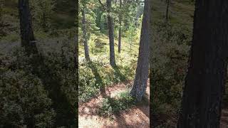 Bear hiding in Oftenåsen Steinkjer Norway [upl. by Godfrey882]