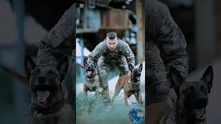 K9 dog training k9 dog dogsoftiktok tactical malinois dogtrainer trending [upl. by Frohne996]