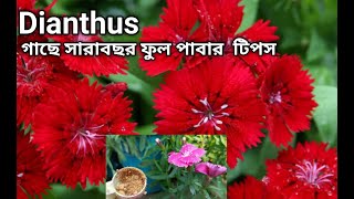 Dianthus গাছে সারা বছর ফুল পাবার সহজ টিপস । Dianthus Plant Care l How to Grow and Get more Flowers [upl. by Onej]