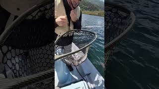 Ventoso pero pescoso shortvideo pescamosca flyfishinglife [upl. by Navlys]