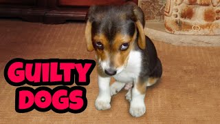 Guilty Dogs Compilation 2020  Who Did That [upl. by Stormi501]