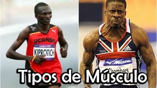 Tipos de fibras musculares [upl. by Marnia]