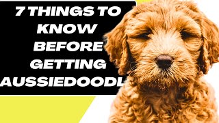 Aussiedoodle  7 Things to know BEFORE getting an Aussiedoodle [upl. by Nottus]