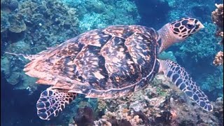 Palancar Garden Dive  Cozumel with scubaseacozumeldiving [upl. by Acissey]