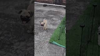 Dog puppy sale in assam guwahati shortfeed tiktok northeast [upl. by Annawd652]