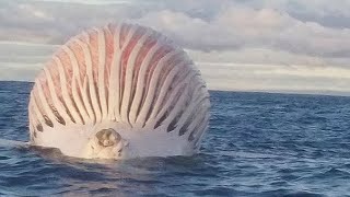 swollen whale explodes on camera [upl. by Ulphia947]