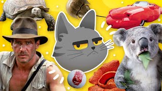 30 Curiosidades Que No Sabías Hace 5 Minutos 😾  2 [upl. by Ecinue]