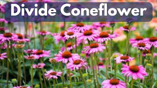 How To Divide Echinacea Coneflower  Propagate For FREE Plants [upl. by Chisholm160]