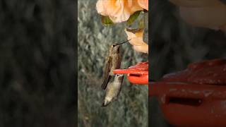 Nature Bird Sounds⚘️ at Hummingbird Lounge [upl. by Ruhnke760]