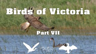 Birds of Victoria  Part VII [upl. by Christiane]