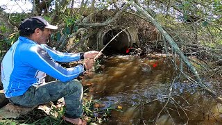 Só foi a agua nova chegar no bueiro o cardume de variedade encostou Foi de envergar a vara [upl. by Yemirej]