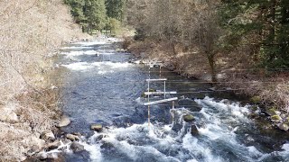 Cedar river  Landsburg park  Family hike river views [upl. by Ejrog657]