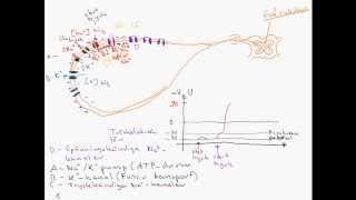 Aktionspotentialen Avancerad [upl. by Lannie]