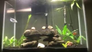 37 GALLON TALL COMMUNITY GOURAMI AQUARIUM [upl. by Ela]