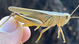 Fishing with grasshoppers on small canal [upl. by Aniled]