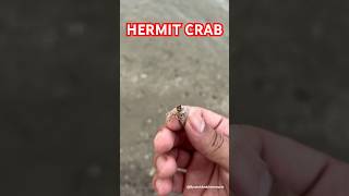 Hermit Crab  Explore  BycatchAndAdventures hermitcrab crab marinelife beach tidepools [upl. by Hilario]