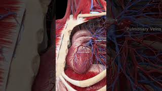 💓 The Heart and Pulmonary Blood Vessels Key Players in Circulation 💓 [upl. by Caprice]