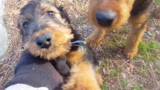 Airedale Terrier Puppies for Sale Video  S amp S Family Airedales  Pack Walk Airedale Puppies [upl. by Vera]