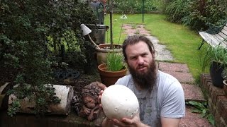 Giant puffball Calvatia gigantea [upl. by Cohdwell]