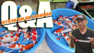 TERNYATA MASIH BANYAK YANG AWAM TENTANG ISTILAH DALAM HOBI IKAN KOI [upl. by Dyson149]