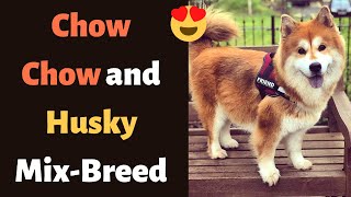 Siberian Husky and Chow Chow Mixbreed Chusky Temperament Personality Health and Training [upl. by Vivianne]