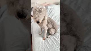 Give My Bedlington Terrier a Bath [upl. by Meg]