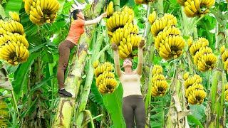 Harvesting A Lot Of Banana Goes To The Market Sell  Banana Garden  Tiểu Vân Daily Life [upl. by Neddie]