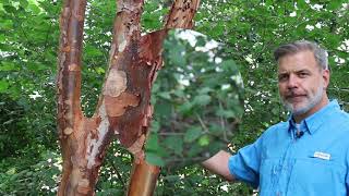 Paperbark maple Acer griseum  Plant Identification [upl. by Leda]