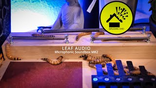 Sound of the Superworms  Microphonic Soundbox mk2 [upl. by Ettegdirb810]