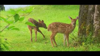 BLACKTAILS OF NOOTKA [upl. by Laucsap]