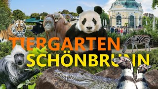 Tiergarten Schönbrunn Wien  Der älteste Zoo der Welt  ZooEindruck [upl. by Llehsem]