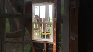 Installing New Window RECLAIMED PROPERTY new window install handyman renovation [upl. by Nodnahs]