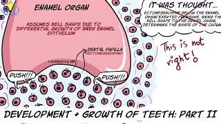 Development and growth of teeth Part II Bell stage and root formation [upl. by Noemi15]